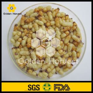 Drone Pupa Powder