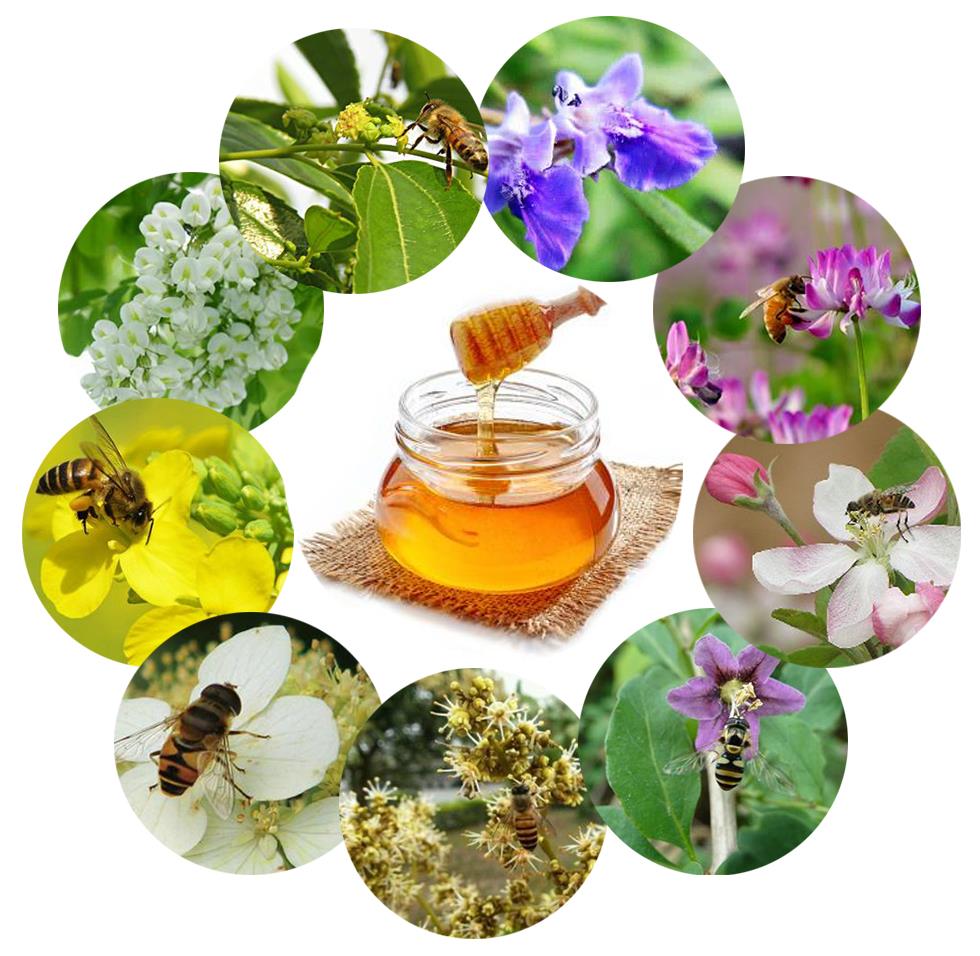 HONEY-01.jpg HONEY-01.jpg